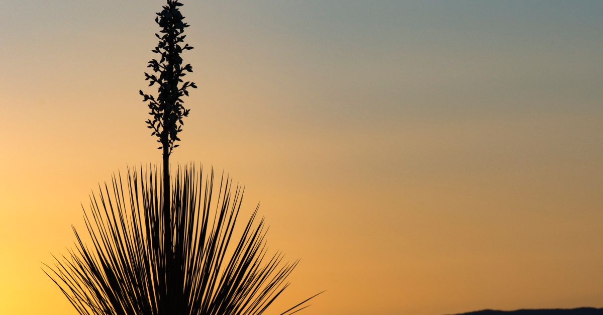 New Mexico desert landscape at sunset